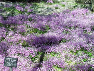 Achillea sibirica Ledeb.
