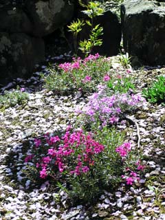 Verbena �~ Hybrida cv. Hanatemari