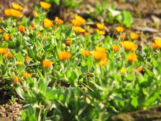 �I�����W�̃��c