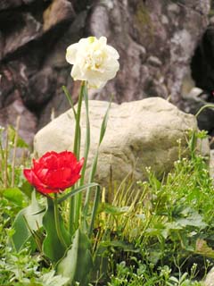 �l�G���J����̒�ɂ�