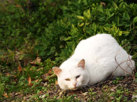�j���[